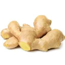 High Quality Fresh Fat Ginger at Big Size